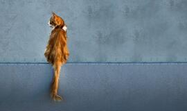 Ketvirtadienio horoskopas 12-kai zodiako ženklų