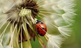 Ketvirtadienio horoskopas 12-kai zodiako ženklų