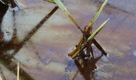 Klaipėdos uoste pastebėta naftos produktų dėmė