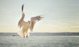 Penktadienio horoskopas 12-kai zodiako ženklų