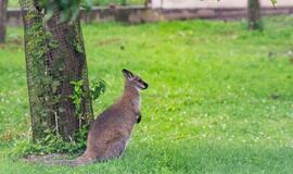 Klaipėdos Zoologijos sodas