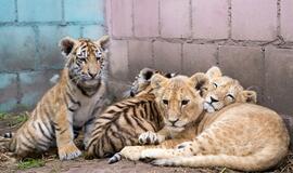 Klaipėdos Zoologijos sodas