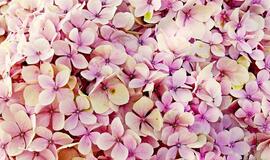 Pirmadienio horoskopas 12-kai zodiako ženklų