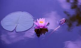 Pirmadienio horoskopas 12-kai zodiako ženklų