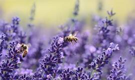 Pirmadienio horoskopas 12-kai zodiako ženklų