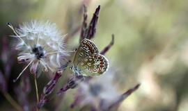 Sekmadienio horoskopas 12-kai zodiako ženklų