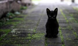 Šeštadienio horoskopas 12-kai zodiako ženklų