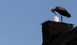 Trečiadienio horoskopas 12-kai zodiako ženklų