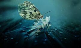 Trečiadienio horoskopas 12-kai zodiako ženklų