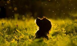 Trečiadienio horoskopas 12-kai zodiako ženklų