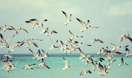 Antradienio horoskopas 12-kai zodiako ženklų