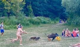 Vokietijoje nudistas vaikėsi jo nešiojamąjį kompiuterį nugvelbusią šernę