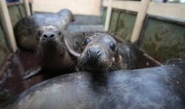 Į Baltijos jūrą išleidžiami 12 išgydytų ruonių