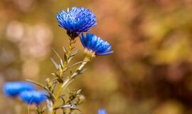 Ketvirtadienio horoskopas 12-kai zodiako ženklų