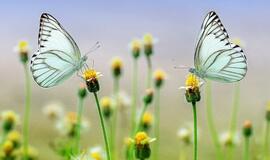 Penktadienio horoskopas 12-ai zodiako ženklų