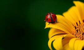 Šeštadienio horoskopas 12-kai zodiako ženklų