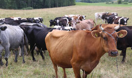 Žemės ūkio ateitis – kooperatinė veikla