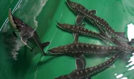 45 tūkstančiai aštriašnipių eršketų įkurdinti į Baltijos jūrą įtekančiose upėse