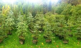 Jau galima rezervuoti savo Kalėdų eglutę