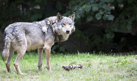 Kaip spręsti ūkininkų ir vilkų konfliktus