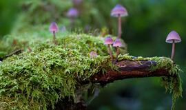 Ketvirtadienio horoskopas 12-ai zodiako ženklų