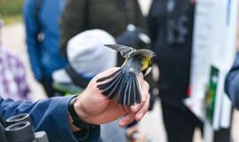 Paukščių palydos Melnragėje