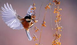 Pirmadienio horoskopas 12-ai zodiako ženklų