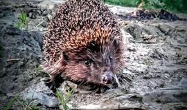 Sekmadienio horoskopas: kai kas bendraus, o kai ką ves iš kantrybės