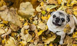 Antradienio horoskopas 12-kai zodiako ženklų