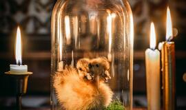 Pakruojo dvare - išskirtinis panoptikumas