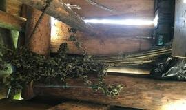 Policijos vizitas: rado tris kibirus kanapių stiebų