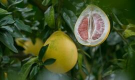 Raudonasis ir oranžinis greipfrutų karalius: originalūs receptai jūsų stalui