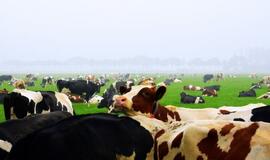 Smulkiems ir vidutiniams ūkiams atiteko didžioji paramos dalis