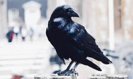 12 skandalų ir krizių, 2020-aisiais juodvarniais laksčiusių