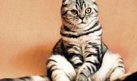 2021-ųjų kinų horoskopas: Katinas (arba Kiškis)