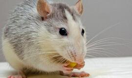 2021-ųjų kinų horoskopas: Žiurkė