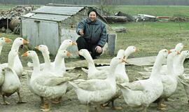 Auginti žąsis – ir paprasta, ir įdomu