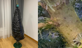 Kalėdinę nuotaiką sugadino iš kėnio pradėję lįsti vabalai