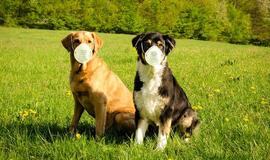 Per praėjusią parą - 3303 nauji koronaviruso atvejai