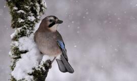 Šeštadienio horoskopas 12-ai zodiako ženklų