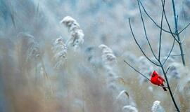 Trečiadienio horoskopas 12-ai zodiako ženklų