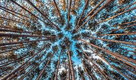 Aplinkos ministerija teigia, kad dėl ribojimų įsigyti mišką Lietuvai gresia ES sankcijos