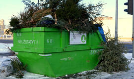 Eglučių surinkimo tvarka Klaipėdos mieste