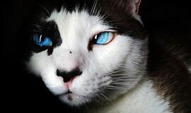 Ketvirtadienio horoskopas 12-ai zodiako ženklų