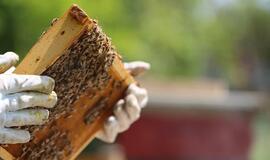 Mirė žinomas bitininkas Jonas Balžekas jaunesnysis