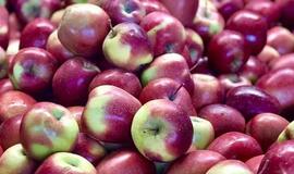 Obuoliai karaliauja ir žiemą:jų nauda organizmui ir patarimai, kokiomis sąlygomis juos laikyti