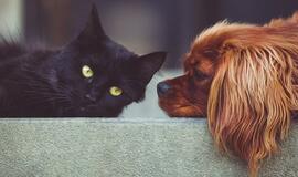 Penktadienio horoskopas 12-ai zodiako ženklų