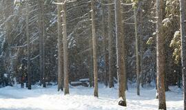 Olando kepurė karantino metu