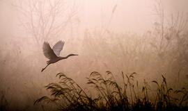 Antradienio horoskopas 12-ai zodiako ženklų