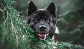 Ketvirtadienio horoskopas 12-ai zodiako ženklų